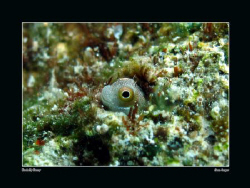 Bluebelly Blenny, taken with Canon G10 and Epoque strobe.... by Sean Cooper 